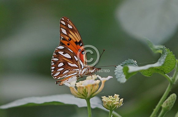 Gulf Fritillary