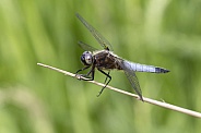 Close up of dragonfly sitting on stem