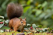 Red Squirrel