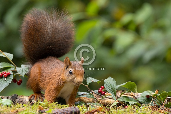 Red Squirrel