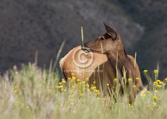 Elk Cervus canadensis Elk Cervus canadensis