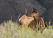 Elk Cervus canadensis