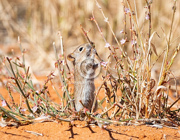 Striped Mouse