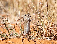 Striped Mouse