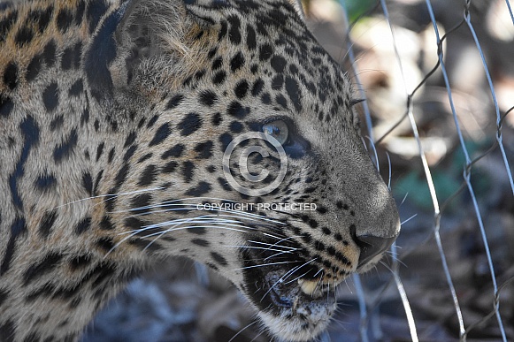 African Leopard