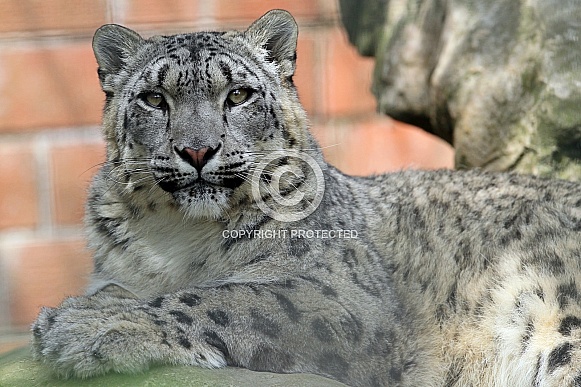 Snow Leopard