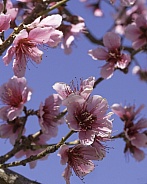 Springtime Plum Tree Flowers in Arizona