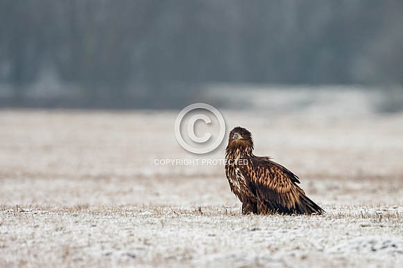 White tailed eagle or European Eagle