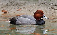Red Headed Duck