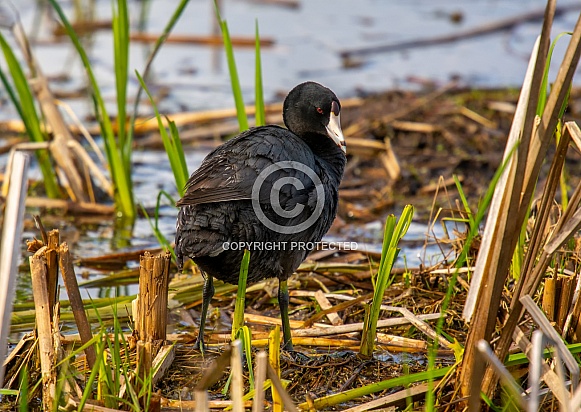 American Coot