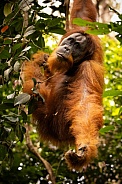 Sumatran orangutan in the jungle.