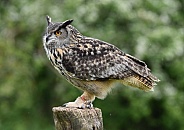 Eurasian Eagle Owl