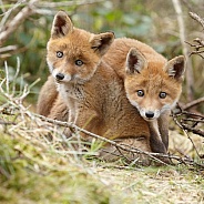 Red Fox cub in nature