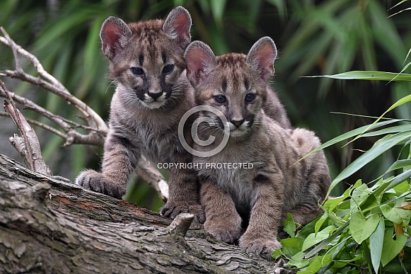 Mountain Lions