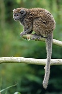 Lac Alaotra bamboo lemur