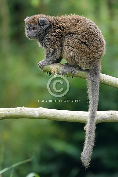 Lac Alaotra bamboo lemur