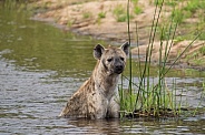 Hyena in the Sand River