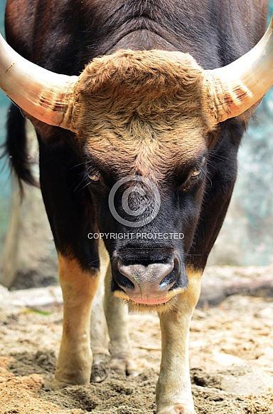 Indian Gaur