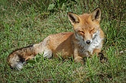 Red Fox in the wild