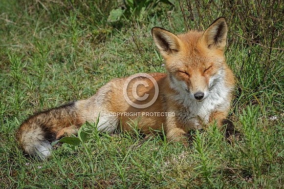 Red Fox in the wild