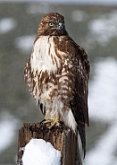Red tail hawk sitting on a post