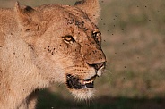 African Lioness
