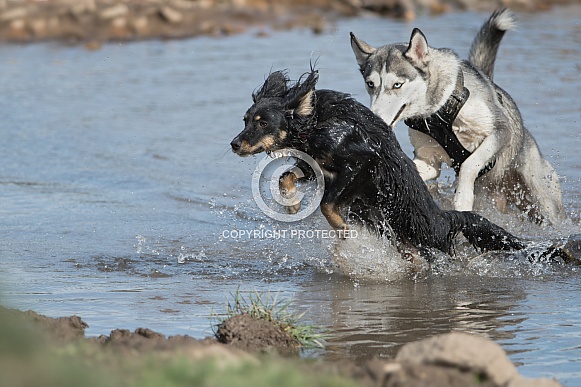 Husky and Mongrel playing in Water