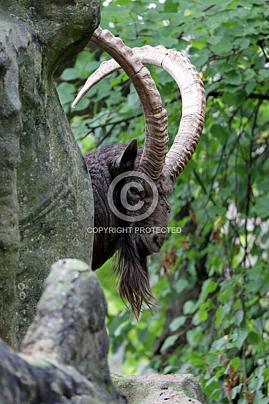 Alpine ibex (Capra ibex)