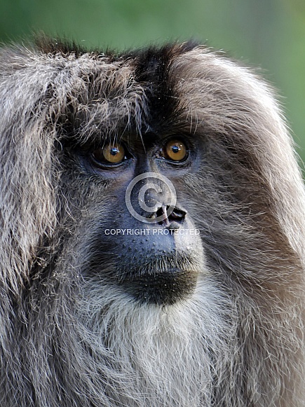 Lion Tailed Macaque Lion Tailed Macaque