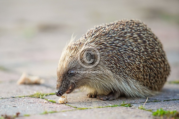 Hedgehog Hedgehog