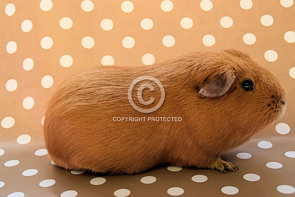 Guinea pig Guinea pig
