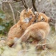 Red fox cubs