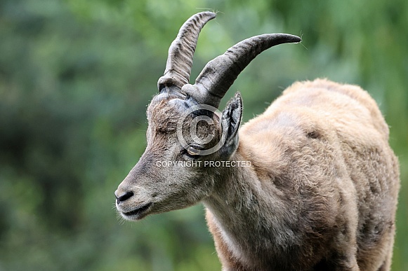 The Alpine ibex (Capra ibex)