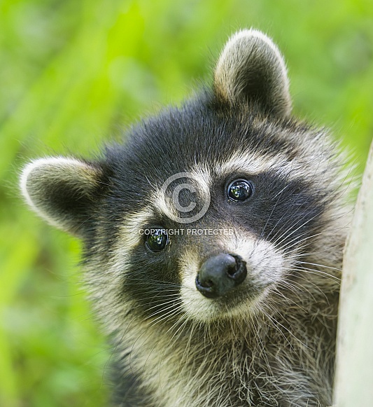 Raccoons