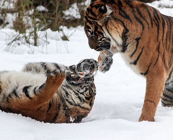 Sumatran tiger