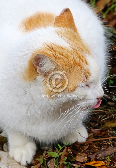 White Cat