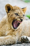 Lion Cub