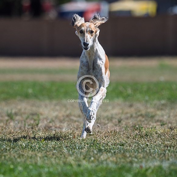 Saluki dog chasing a lure Saluki dog chasing a lure