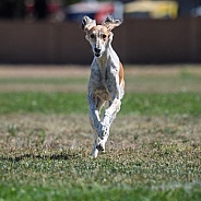 Saluki dog chasing a lure
