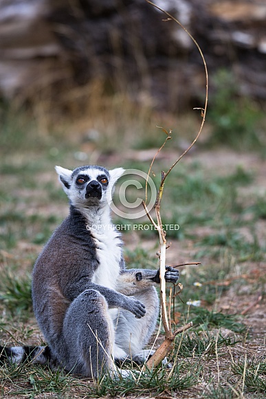 Ring tailed lemur Ring tailed lemur