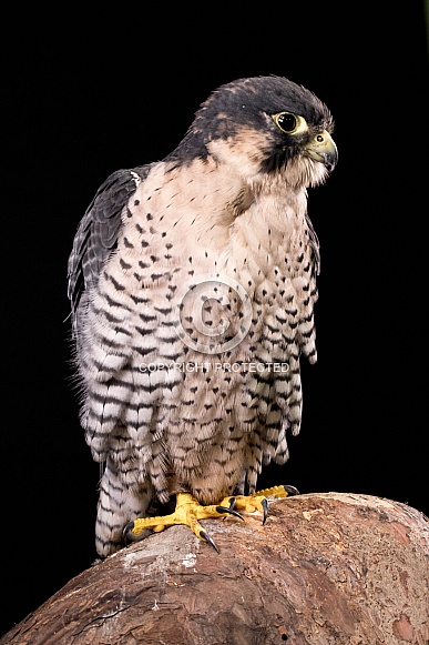 Falcon Portrait Full Body Black Background