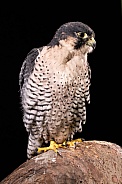 Falcon Portrait Full Body Black Background