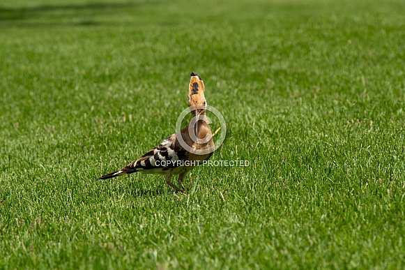 Hoopoe bird Hoopoe bird