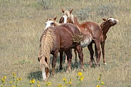 Wild Horse (Equus caballus)