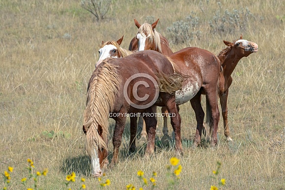 Wild Horse (Equus caballus)