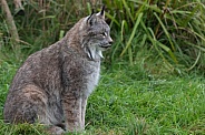Canada Lynx Sitting Side Profile