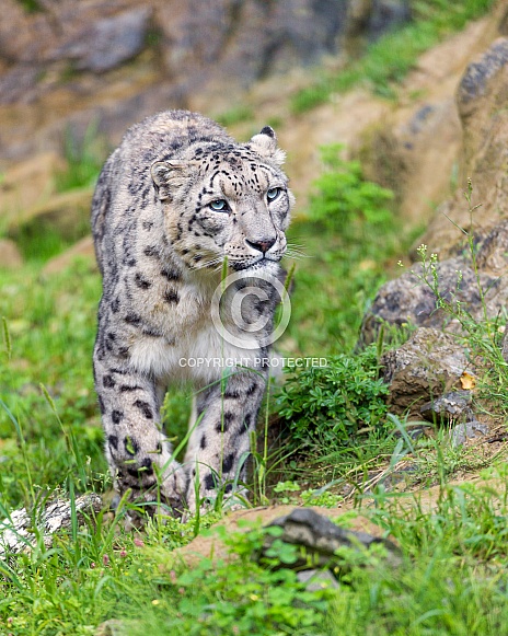Snow Leopard