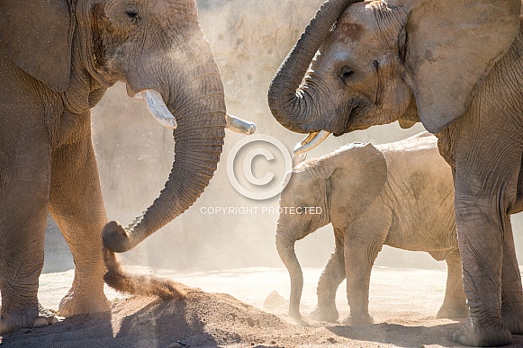 African Elephant Family
