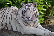 WHITE TIGER