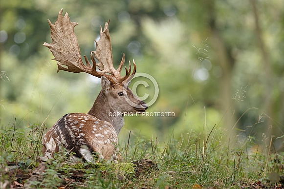 Fallow deer